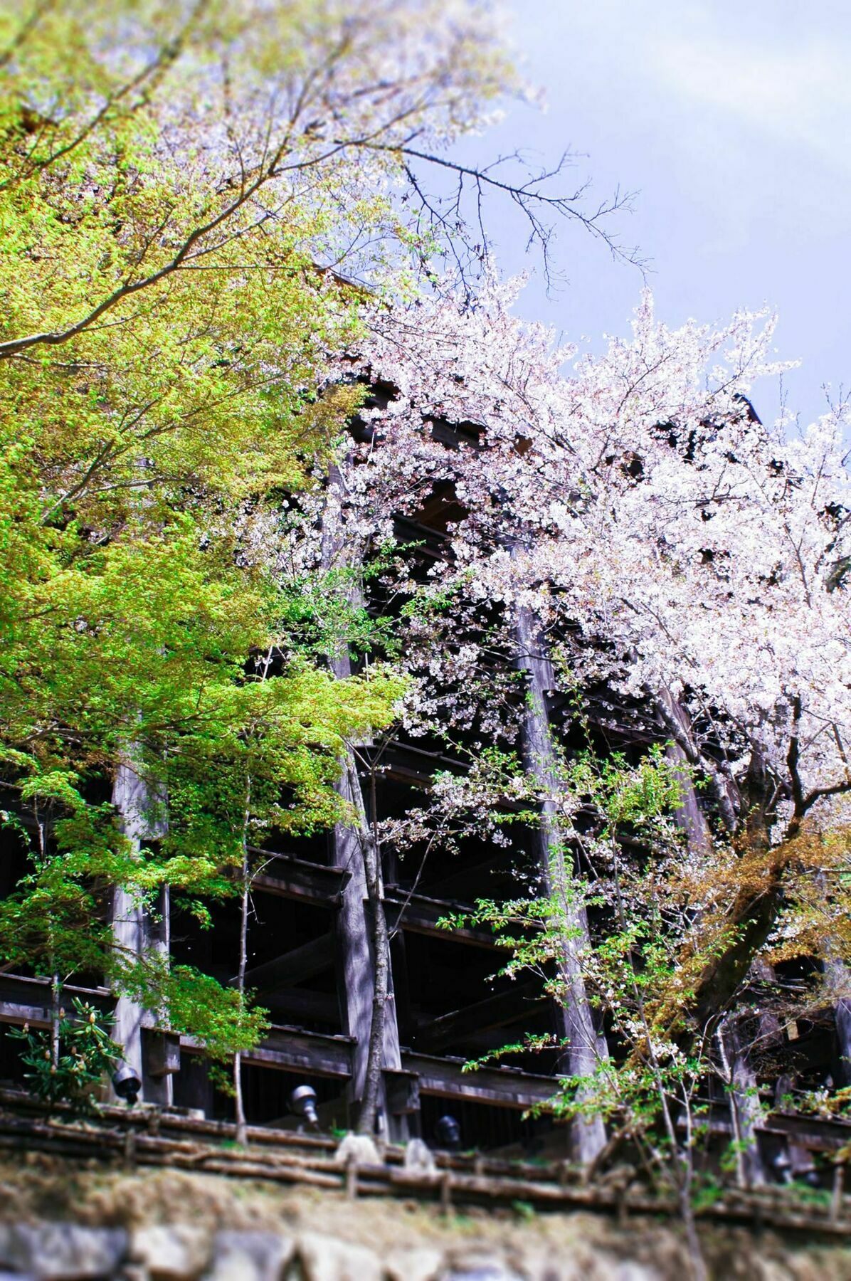 Appartement Sakura Toji South Ii *